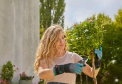 Gardena Snoei- En Rozenhandschoen L 9 Gardena Snoei- En Rozenhandschoen L -Tuin Gereedschap 4078500053235 gardena snoei en rozenhandschoen l 5.390