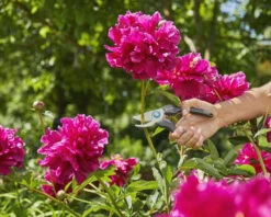 Gardena EcoLine Snoeischaar -Tuin Gereedschap 4078500057523 10